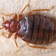 Top view of a bed bug