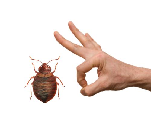 How do bed bugs get in our homes