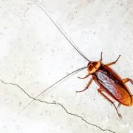 Top view of a cockroach