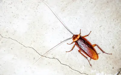 Top view of a cockroach