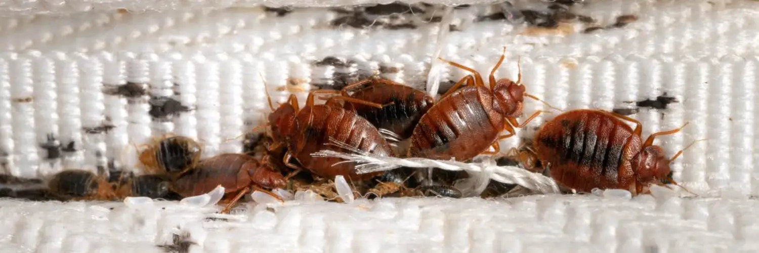 Aprehend is a top-notch biopesticide that eliminates bed bugs on contact
