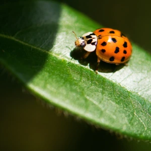 Ladybug