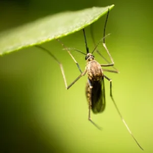 mosquitoes Mosquitoes