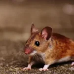 A brown mouse looking for food