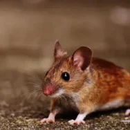 Brown mouse