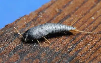 silverfish-and-firebrats-homepage-1st-pest-control Slverfish seen from its side