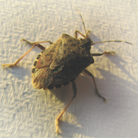 stink-bug Stinkbug