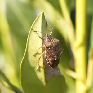 Stinkbug