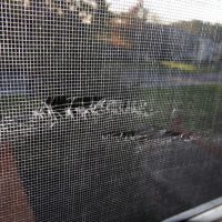 Tear in window screen