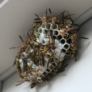 Wasp nest