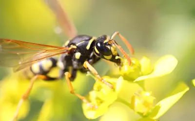 wasps-and-hornets-homepage-1st-pest-control Yellowjacket wasp
