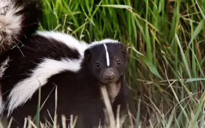 wildlife-homepage-1st-pest-control Skunk looking at the camera
