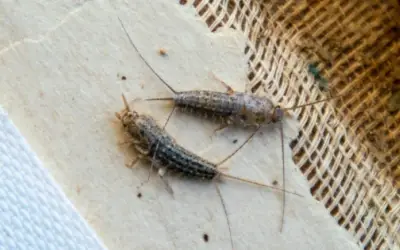 A couple of silverfish