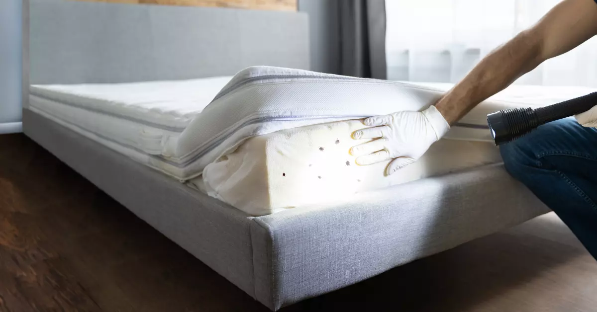 The importance of bed bug inspections and prevention blog post