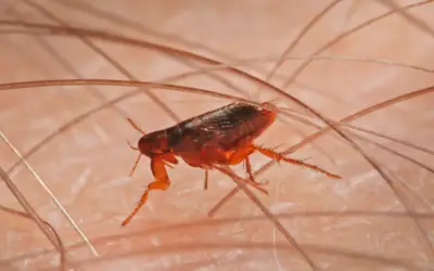 flea-treatments-offered-by-1st-pest-control Flea walking on an arm