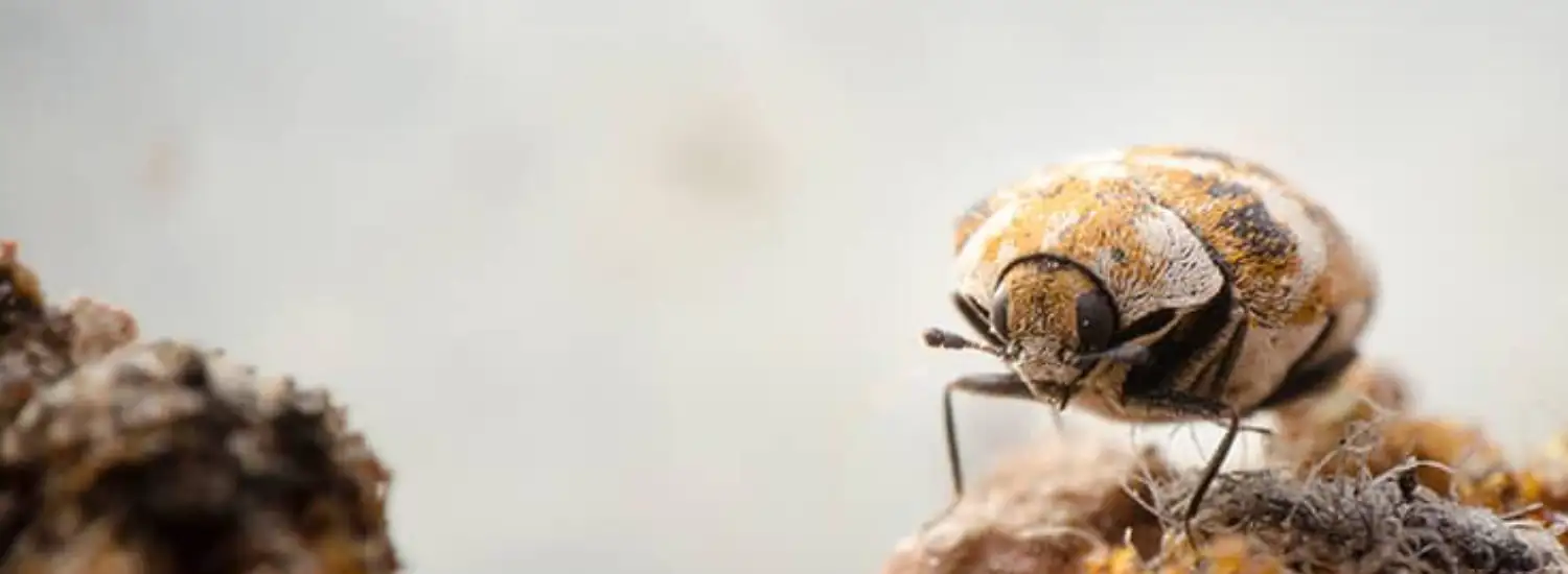 hero-image-fabric-pests-1