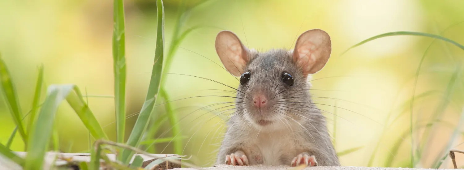 Remove resources rats use in your yard and you will see them go we elsewhere