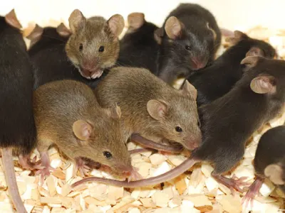 rat-infestation-cut-their-resources-and-they-will-banish Rat infestations can be controlled by simply removing resources rodents utilize