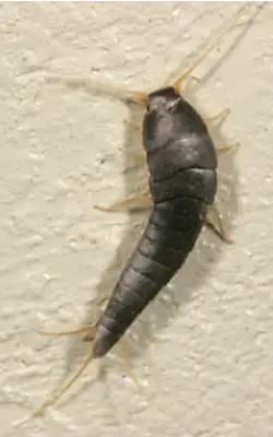 Close up of a silverfish