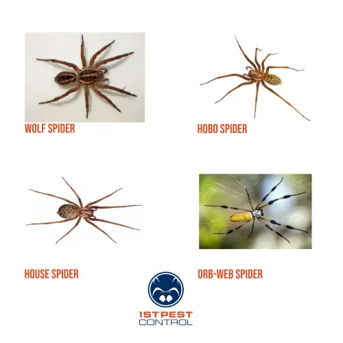 types of spiders