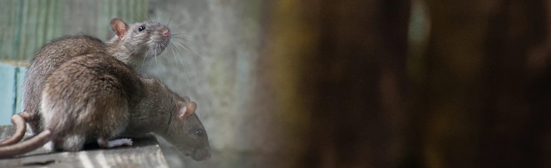 Electro mechanical rodent trapping systems