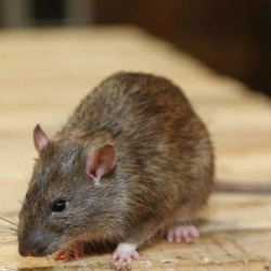norway-rat Norway rat