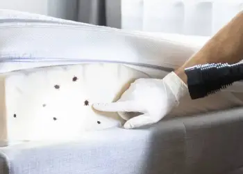 bed-bug-extermination-services-in-vancouver-1