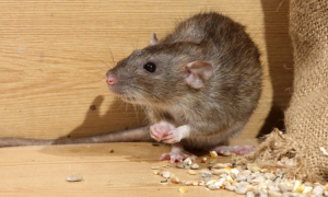 rodent control services, rodents in warmer months activity
