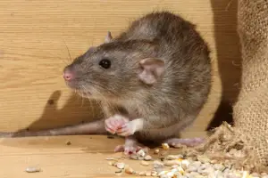 Residential Rodent control services in Vancouver spring rodent nesting locations Vancouver