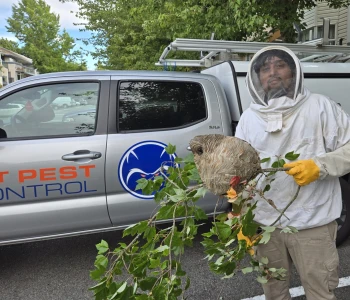 1st-pest-control-technician-removing-a-wasp-nest Wasp and hornet control in Vancouver