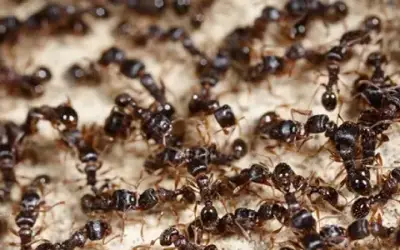 carpenter-ant-colony Ant Control Services