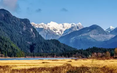 Coquitlam pest control solutions Coquitlam pest control solutions