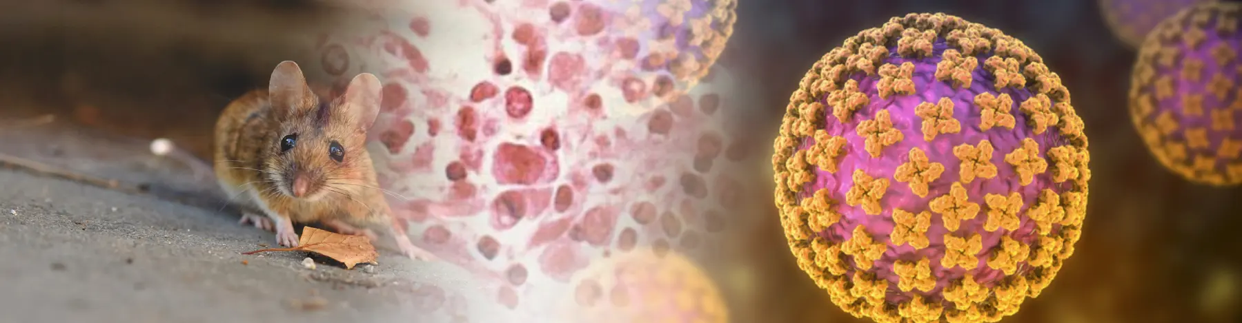 The risk of hantavirus from rodents
