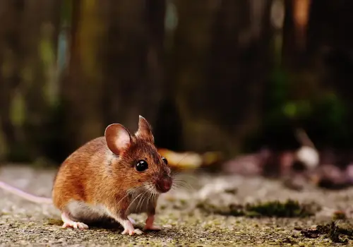 House mouse in greater Vancouver House mouse in greater Vancouver