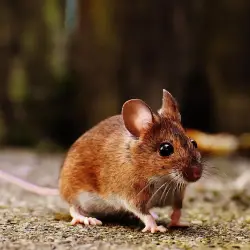house-mouse house mouse