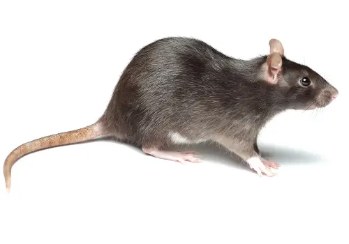 Image of a rodent