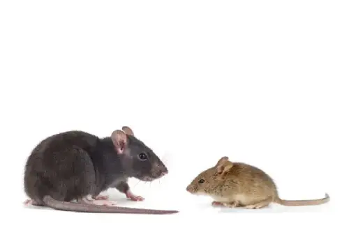Rat and mice-infestations-are-a-common-threat-to residents in Vancouver, BC Rat and mice infestations are a constant threat to residents of Vancouver, BC