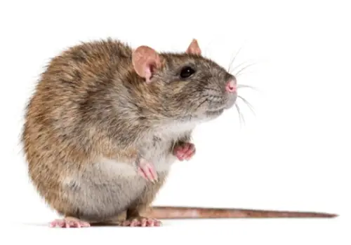 Rat control services in greater Vancouver Rat control services in greater Vancouver