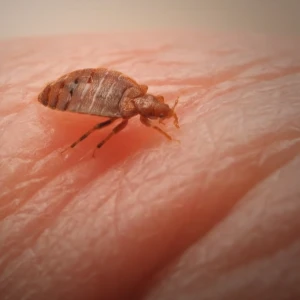 bed-bug-control-richmond Bed-bug-control-Richmond