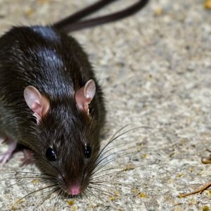 rat-control-richmond Rat control Richmond