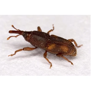 west-vancouver-stored-products-pests-control-services west-vancouver-stored-products-pests-control-services