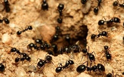Ant control Anmore