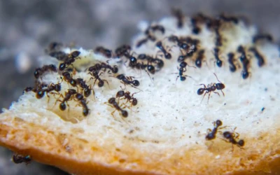 ant-control-delta Ant control Delta