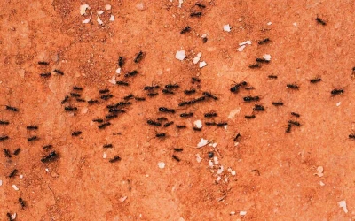 Ant control New Westminster