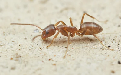 ant-control-port-moody Ant control Port Moody