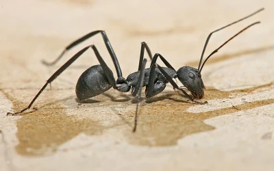 ant-control-richmond Ant control Richmond