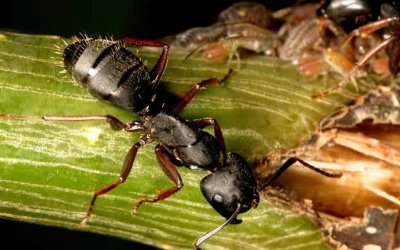 ant-control-tsawwassen Ant control Tsawwassen
