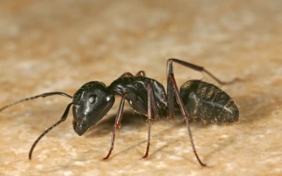ant-control-west-vancouver Ant control West Vancouver