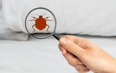 Bed bug control Richmond