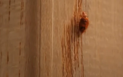 bed-bug-control-tsawwassen Bed bug control Tsawwassen